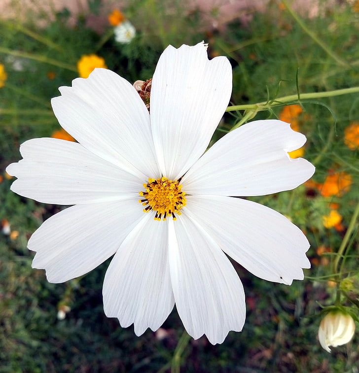 fleur, blanc, été, nature, jardin, pétales, couleur blanche