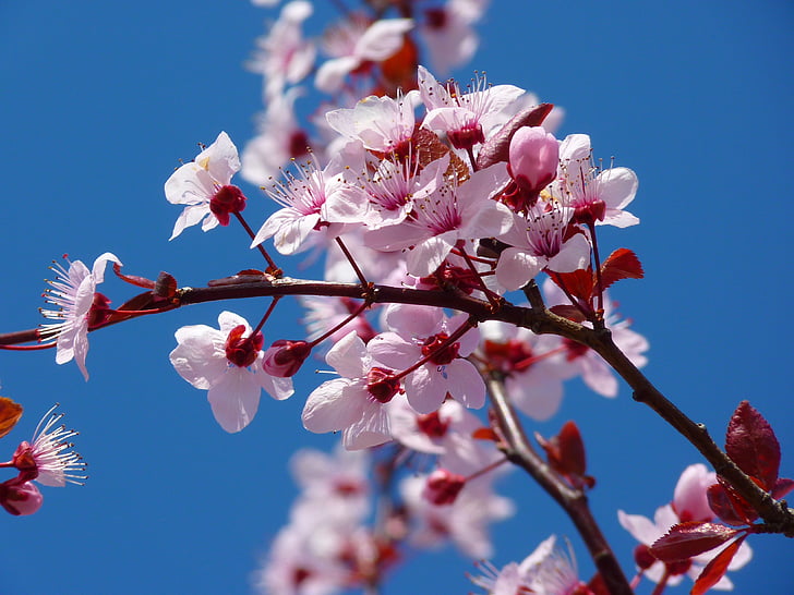 Bloom, Blossom, fiore di ciliegio, Close-up, Flora, fiori, macro