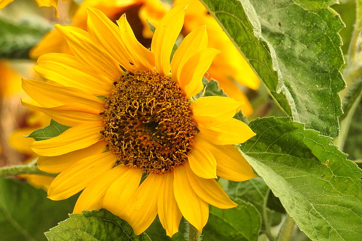 Sun flower, květ, Bloom, žlutá, léto, helianthos, Slunečnice