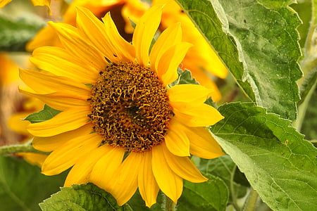 sun flower, blossom, bloom, yellow, summer, helianthos, sunflower