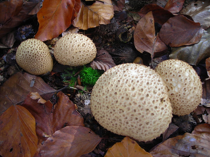 puffballs, 버섯, 골든, 10 월, 가, 잎, 숲 바닥