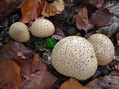 puffballs, mushrooms, golden, october, autumn, leaves, forest floor