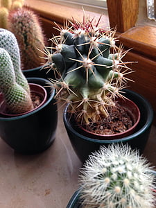 Cactus, prydnadsväxter, STING, naturen, Anläggningen, suckulent växt, Thorn