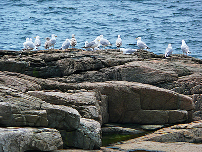 seagulls, birds, shoreline, ocean, water, atlantic, rocks
