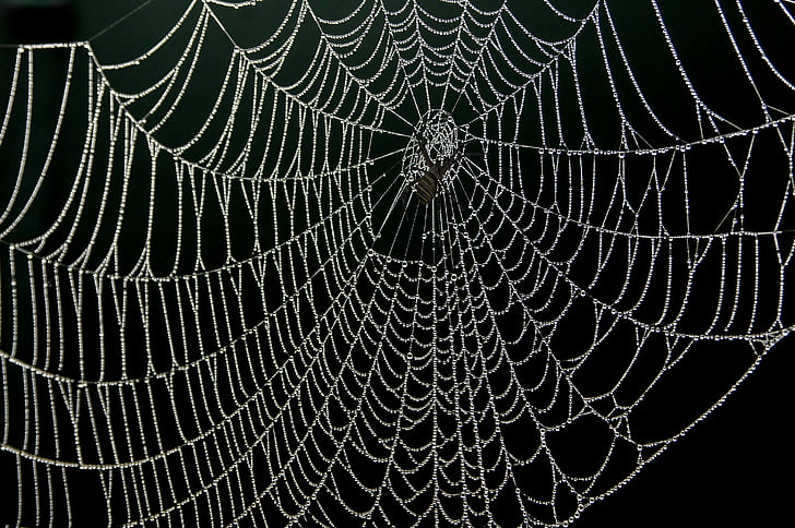 spider web, dew, drops, nature, fragility, backgrounds, textured
