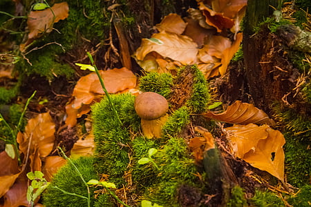 lišće, jesen, priroda, gljiva, vrganj, mahovina