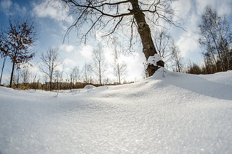 vinter, snö, träd, naturen, Björk