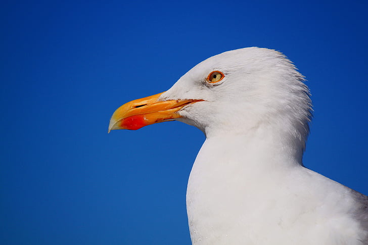 seagull, bird, animal, water bird, close, sky, bird portrait