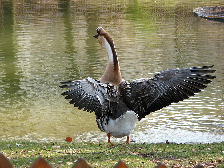 greylag goose, bird, animal