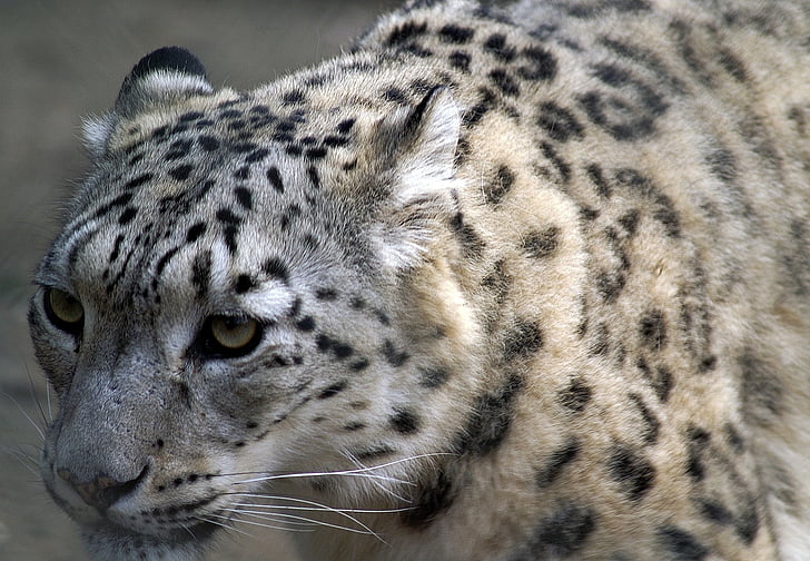 Snow leopard, zár, Profil, macska, fenyegetett, állatok, portré