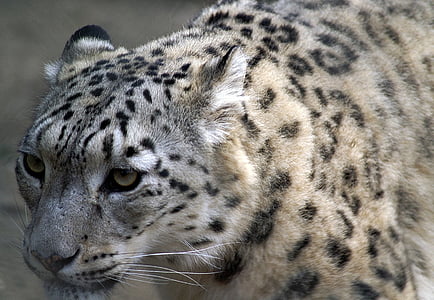 Snow leopard, Zavrieť, profil, mačka, ohrozené, zvieratá, portrét