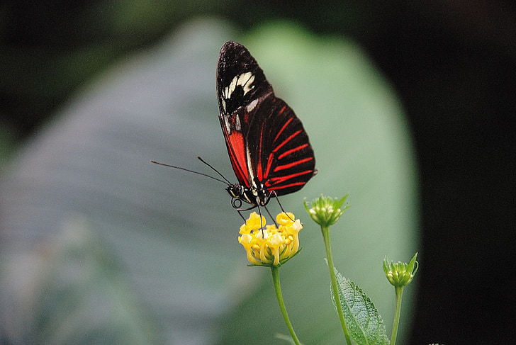 Papilio rumanzovia, sommerfugl, dyr, insekt, elymnias hypermnestra, natur, dyr