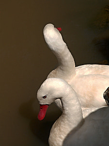 Swan, vták, vody, pierko, labute, detail