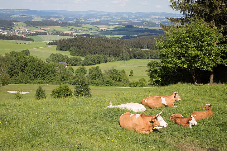 cattle, landscape, mühlenviertel, mountain meadows
