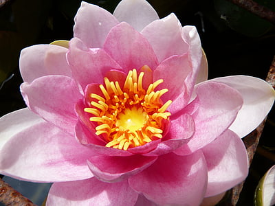 водна лилия, розово, водни растения, езерото растение