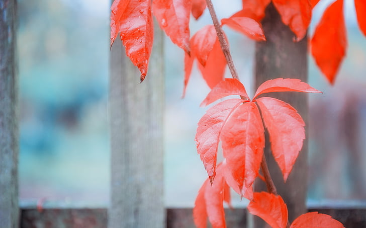 wine partner, red, autumn, leaves, fall foliage, fall color, leaf
