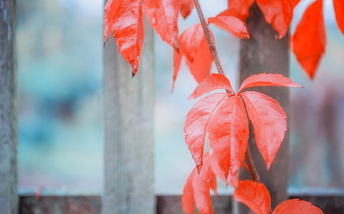 víno partner, červená, podzim, listy, padajícího listí, barevný podzim, list