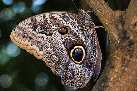 Caligo memnon, ogen, vlinder, exotische, tropen, tropische, schaal