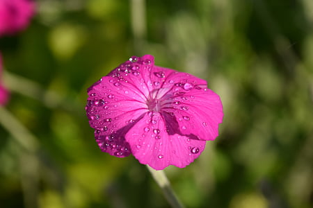크라운 후보, lychnis coronaria, 꽃, 블 룸, 작은, 작은 꽃, 핑크