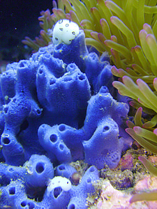undervanns, hvit, Slug, nudibranch, akvatiske, sjøen, Reef