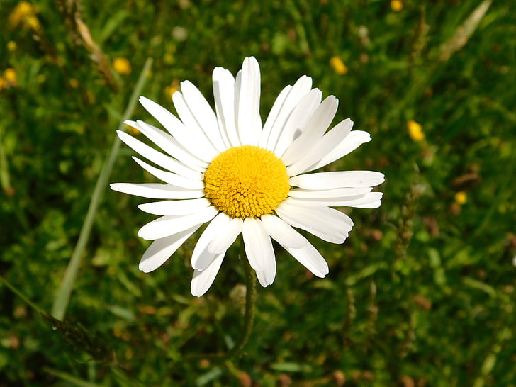 margarétka, Margaréta bele, Leucanthemum, cvet, beli cvet, travnik, pomlad