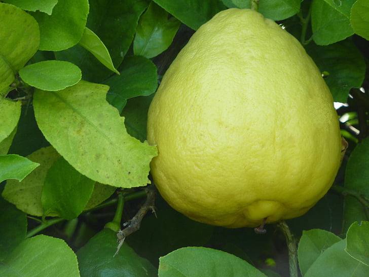 레몬, ponderosa 레몬, 과일, 사 우 어, 음식, 감귤 류, 건강 한