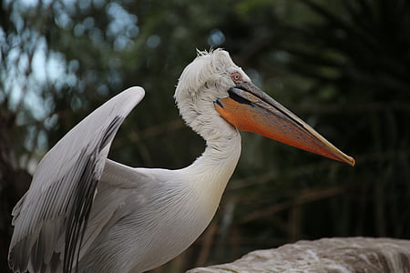 pelican, zoo, ave, peak, fauna, nature, foreground