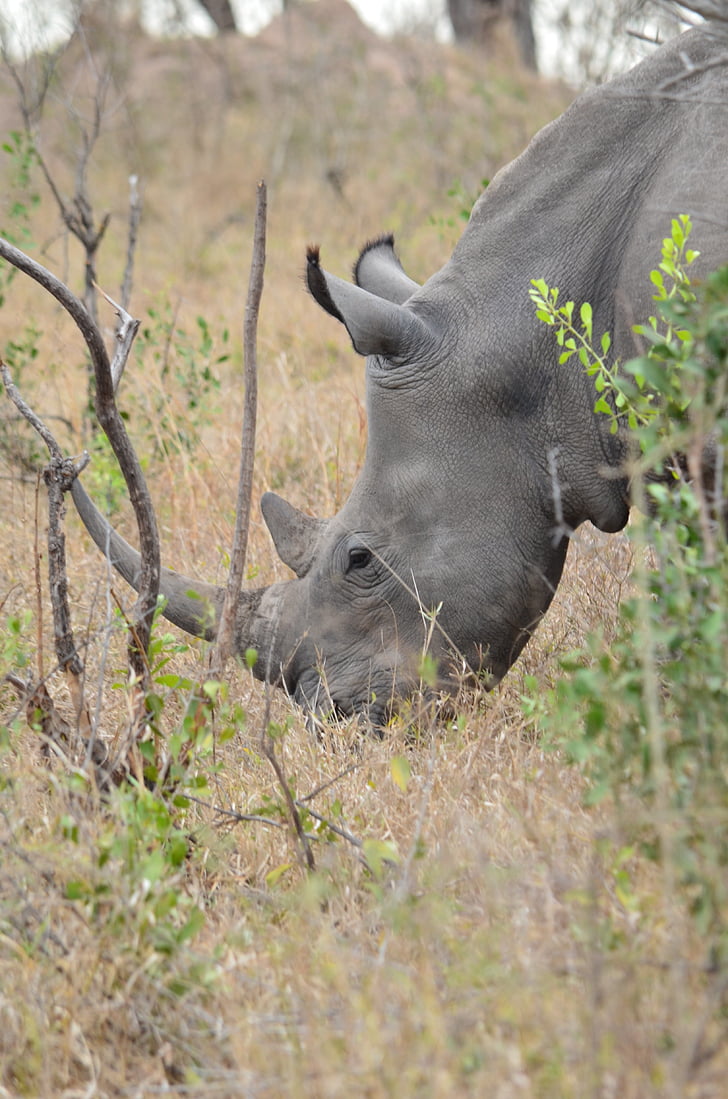 Rhino, Afrika, Savannah, Zuid-Afrika