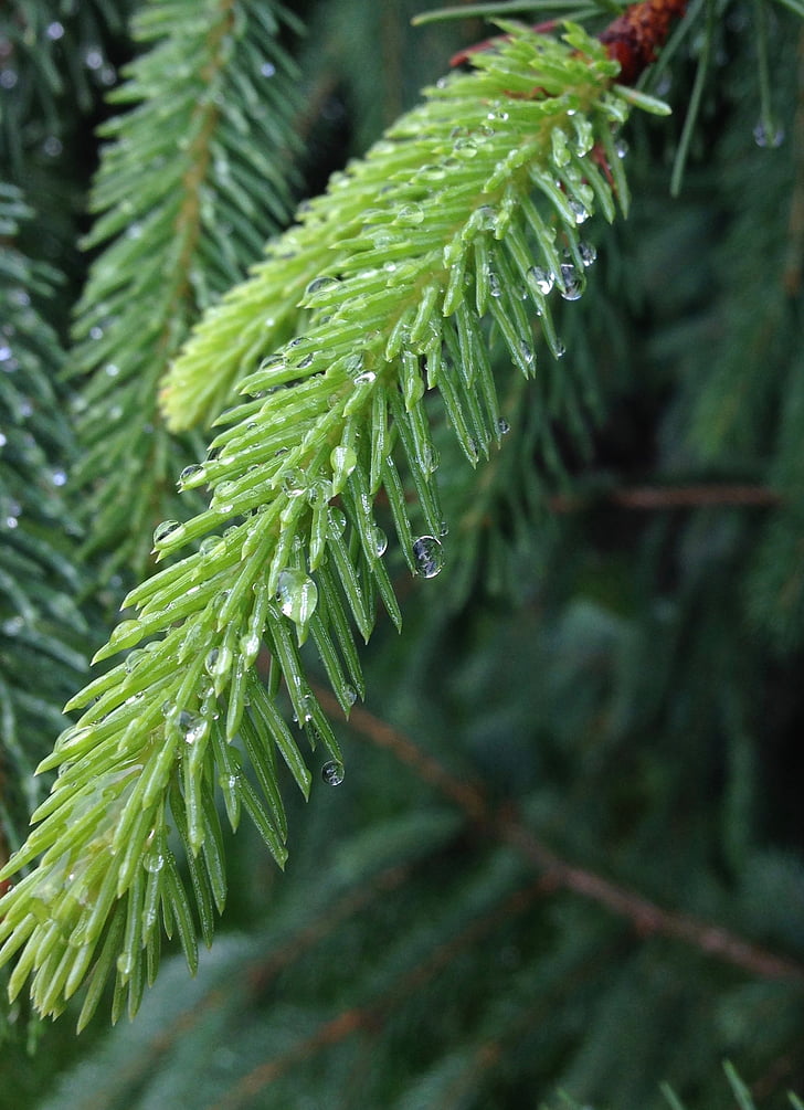 pine, fir, evergreen, conifer, rain, dew, water