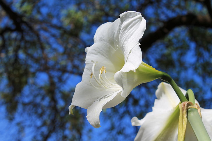 white amaryllis, flowering bulbs, amaryllis belladonna