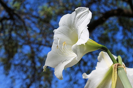 amaryllis blanc, les bulbes, l’Amaryllis belladonna