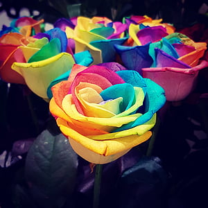 rozes, varavīksne, ziedi, krāsvielas, skaists, debesis
