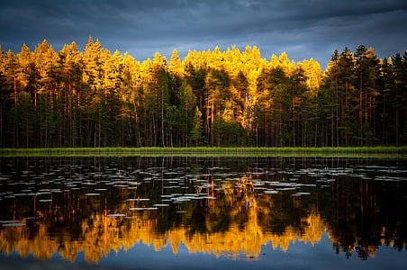 Есен, дървета, гора, езеро, вода, отражение, мътен
