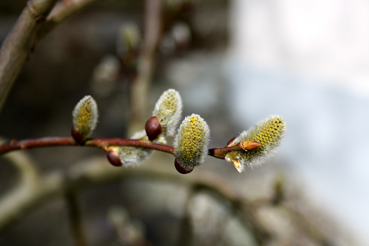 pussy willow, nature, blossom, bloom, bud, spring, spring flowers