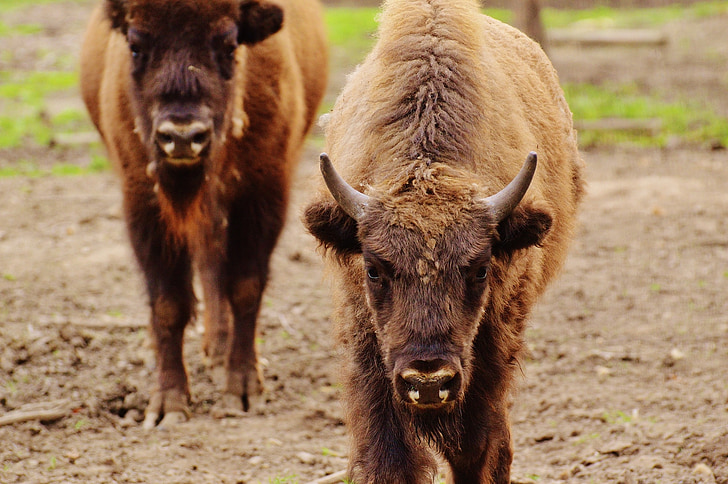 bizoni, wildpark poing, savvaļas dzīvnieks, dzīvnieku pasaule, dzīvnieku
