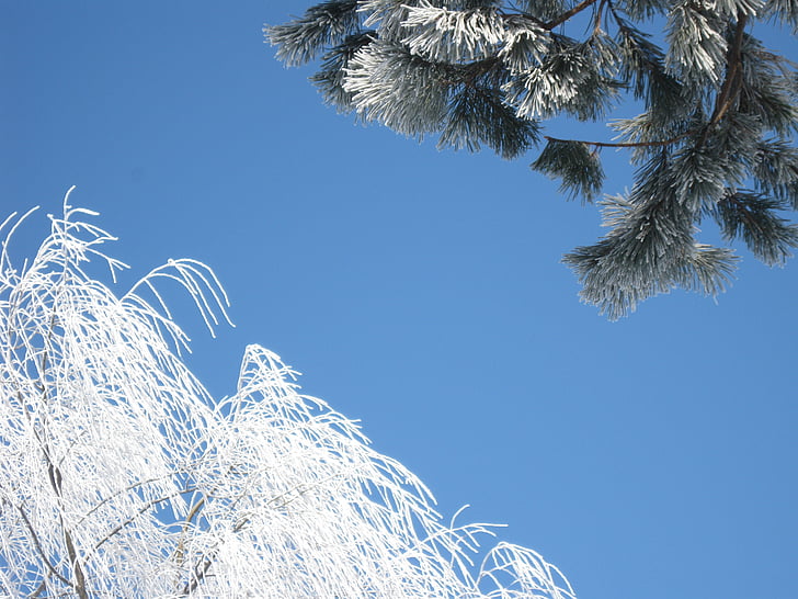 Hokkaido, Asahikawa, musim dingin, alam, salju, pohon, embun beku