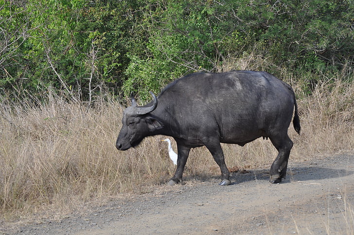 animal, búfalo, Bisonte, naturaleza, Sudáfrica, búfalo de agua, flora y fauna