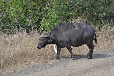Tier, Büffel, Bison, Natur, Südafrika, Wasserbüffel, Tierwelt