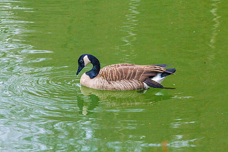 goose, duck bird, water bird, lake, water, animal, animal world