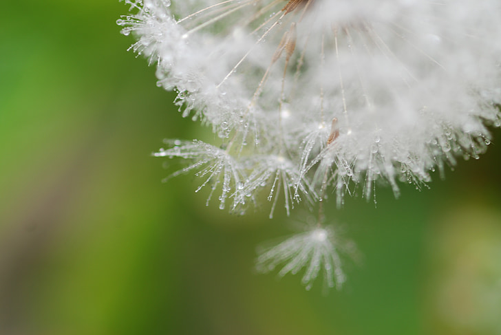 dandelion, fluff, spring, green, white, natural, drop of water