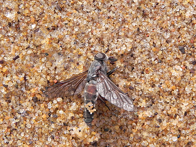 fly, dead, sand, insect, death, macro, animal