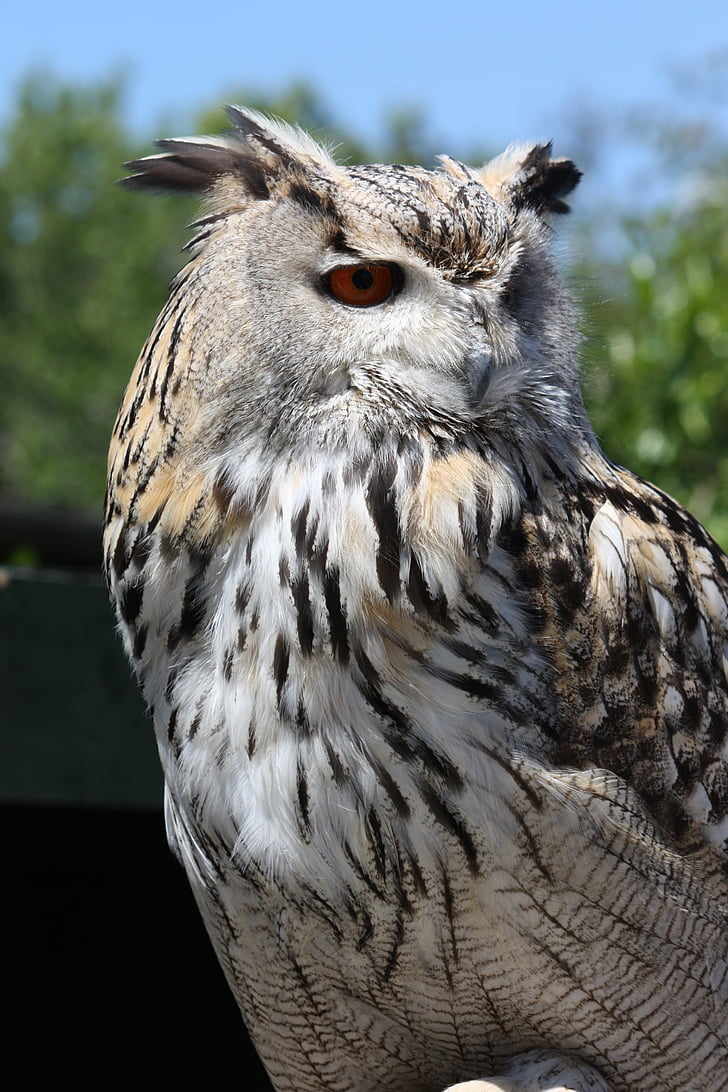 Eagle owl, pták, volně žijící zvířata