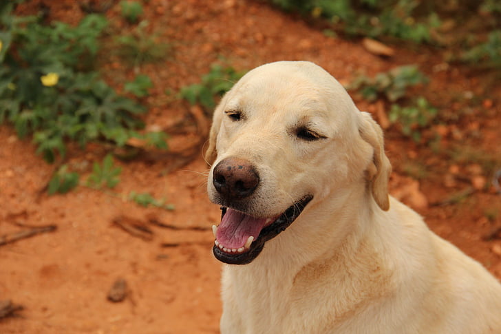 Labrador, Psí, domácí zvíře