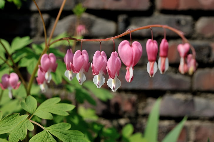 꽃, 5 월, 봄, 벽, 핑크