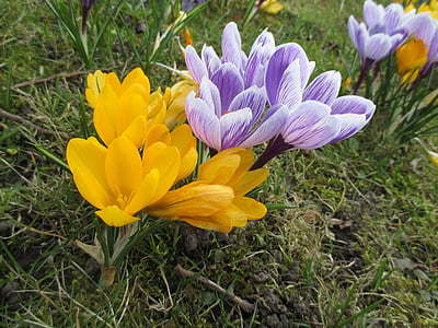 Crocus, kukat, kasvi, kevään, Bloom, Luonto, keltainen
