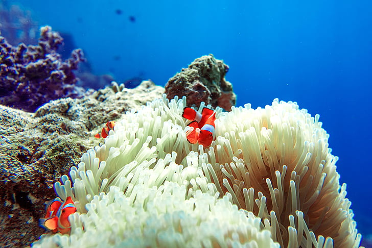 fish, clownfish, sea anemone, widi islands, halmahera, indonesia