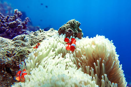 vis, anemoonvis, Zeeanemonen, Widi eilanden, Halmahera, Indonesië
