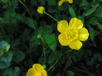 buttercup, yellow, nature, plant, green, summer, spring