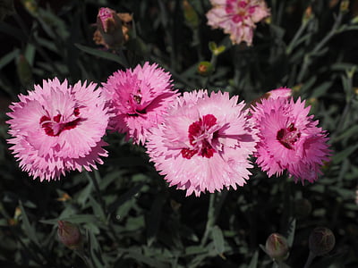 đinh hương, Pentecostal-Hoa cẩm chướng, lông chim, màu hồng, dianthus gratianopolitanus, Grenoble đinh hương, đá nägele
