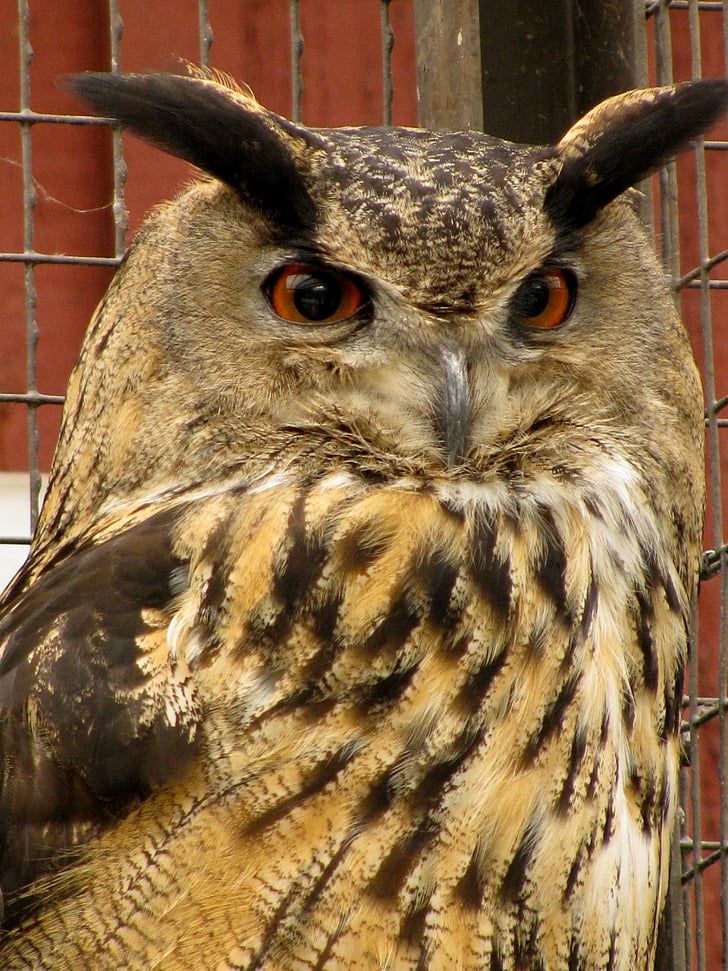 eagle owl, bubo bubo, look, birds treated, injured bird, bird garden, bird